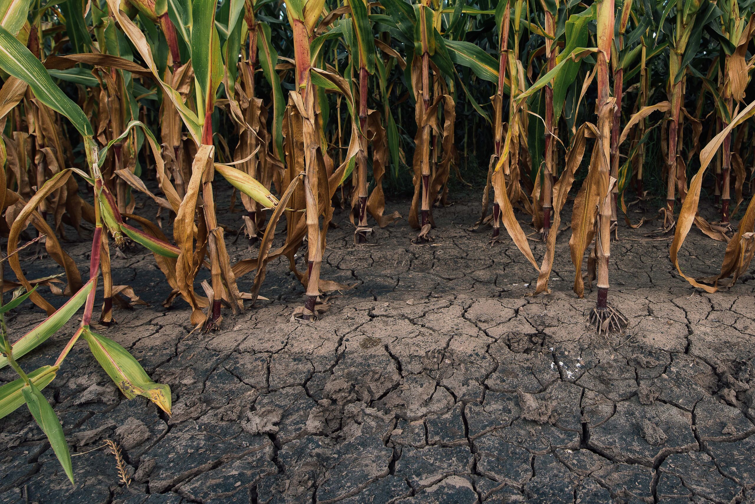 Understanding Drought 2021: Part 1