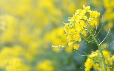 Case Study: Protecting canola farmers from heat blast